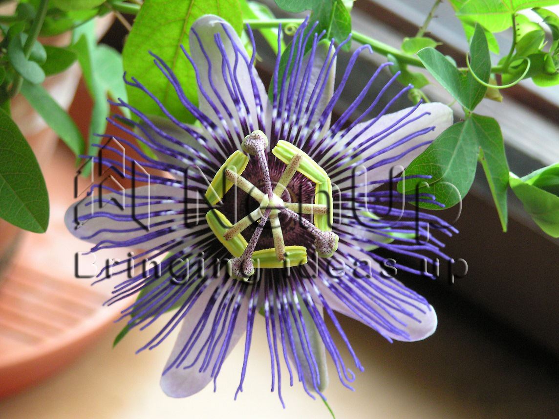Çarkıfelek çiçeğinin makro fotoğrafı